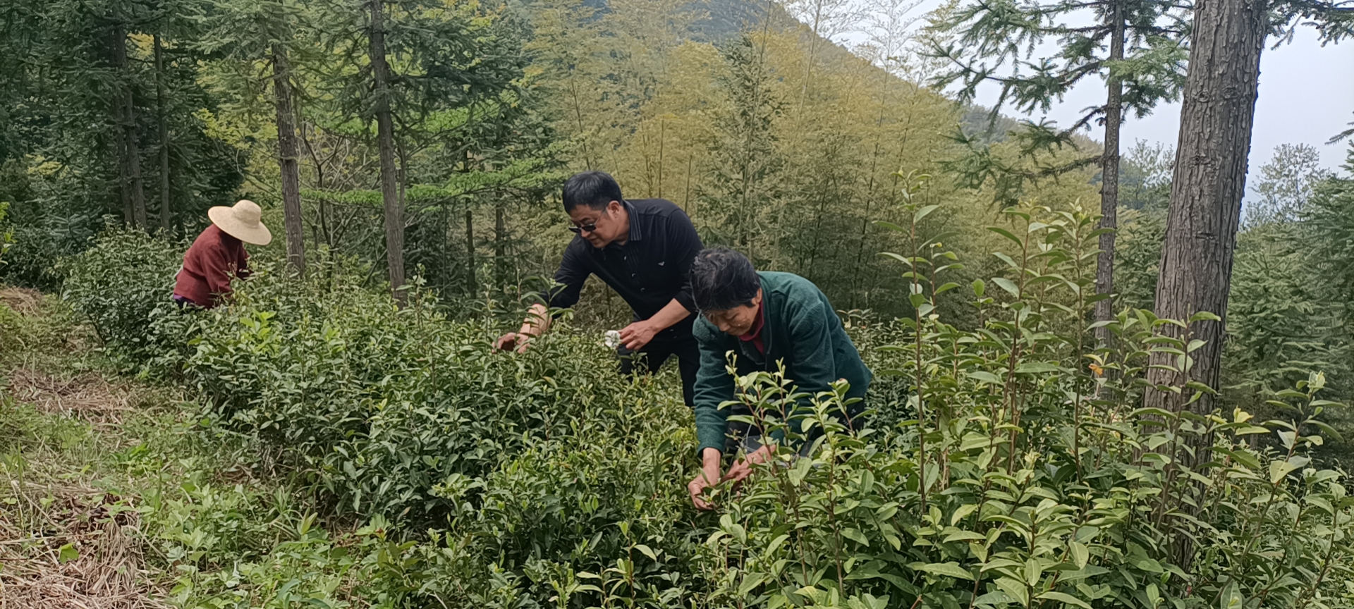 团风苦荆茶1