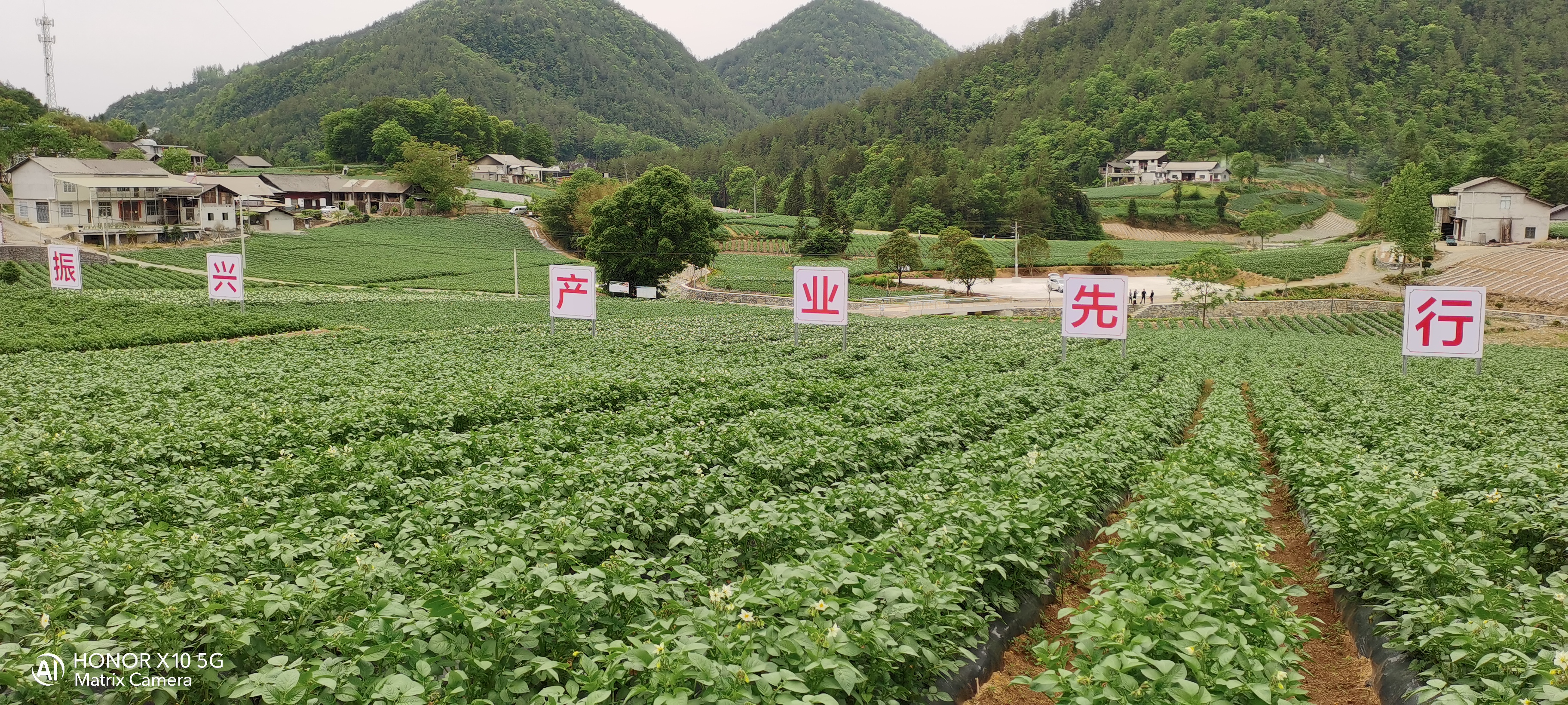 土豆种养示范基地