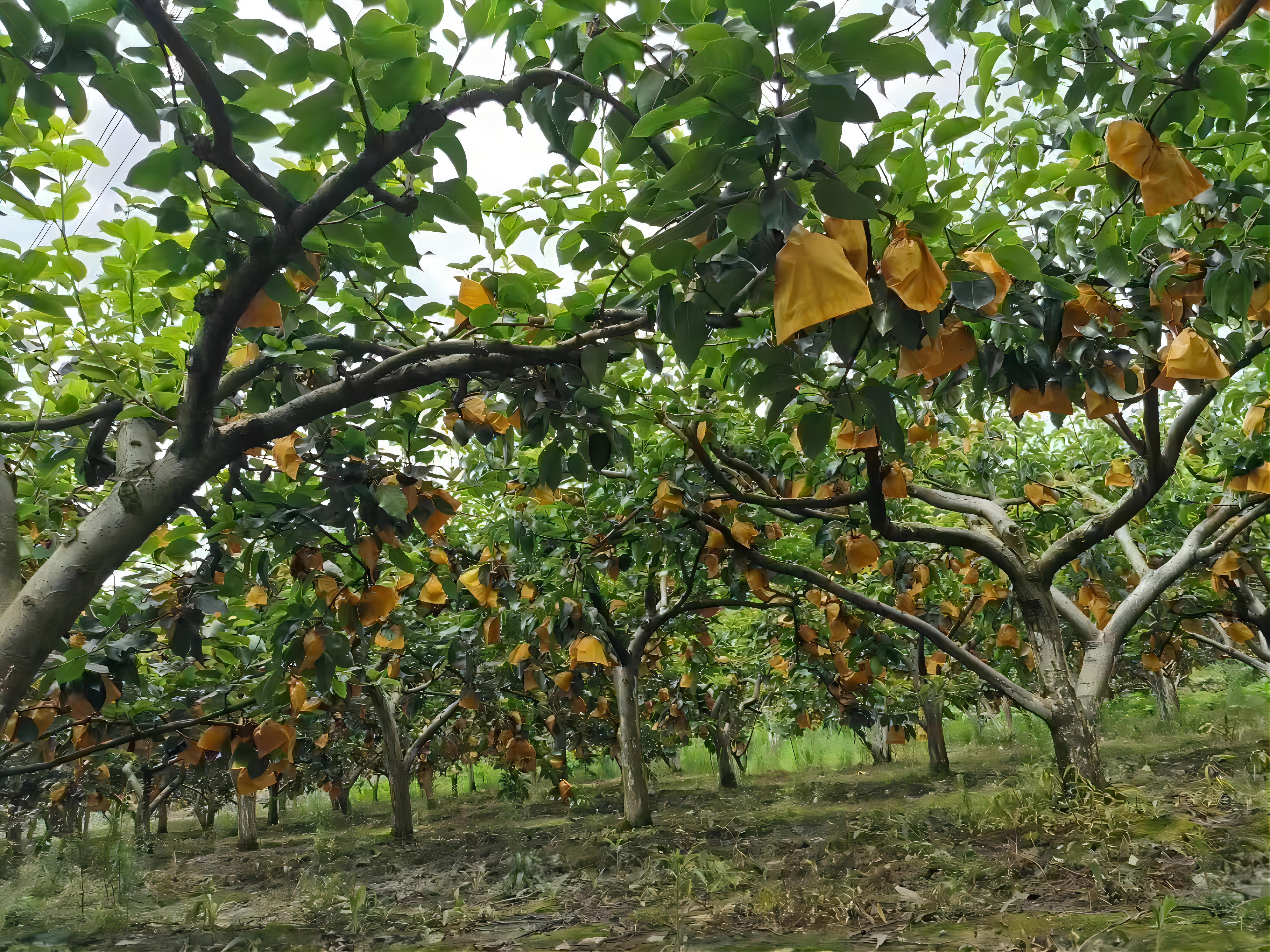 黄坪黄金梨种植基地