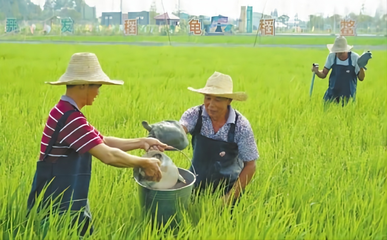 钟祥大米-采用稻 鳖 虾共生稻田种植模式